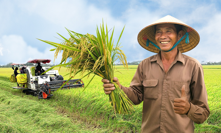 Nông dân đổi đời nhờ canh tác lúa khoa học Báo VnExpress Kinh doanh