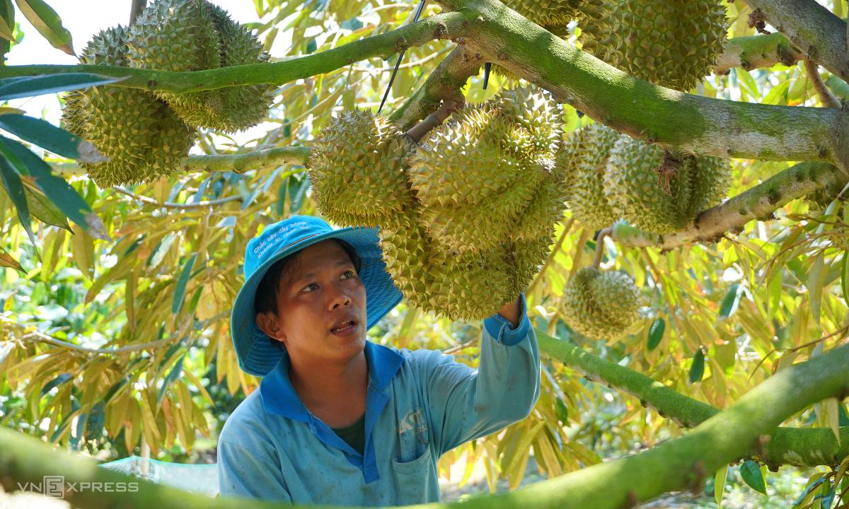 Xuất khẩu nông lâm thủy sản vượt 52 tỷ USD sau 9 tháng