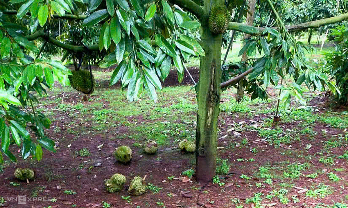 Nông dân lo mất trắng vì sầu riêng bị dừng xét nghiệm rụng đầy vườn