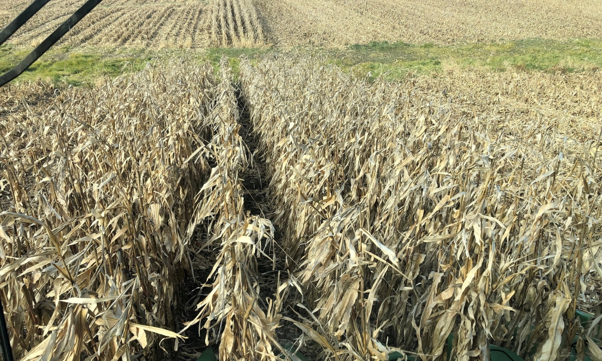 Nông dân Mỹ thêm khốn đốn vì chính phủ đóng cửa