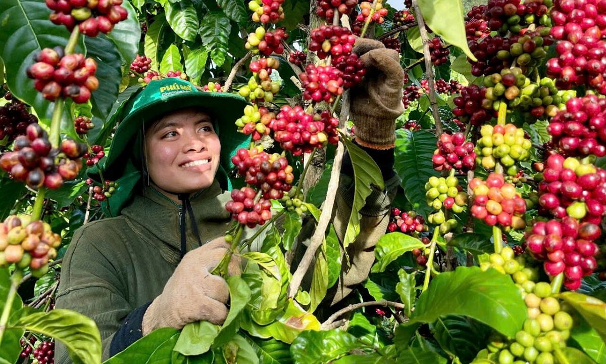 Bộ đôi phân bón Phú Mỹ giúp nâng chất lượng cà phê Việt