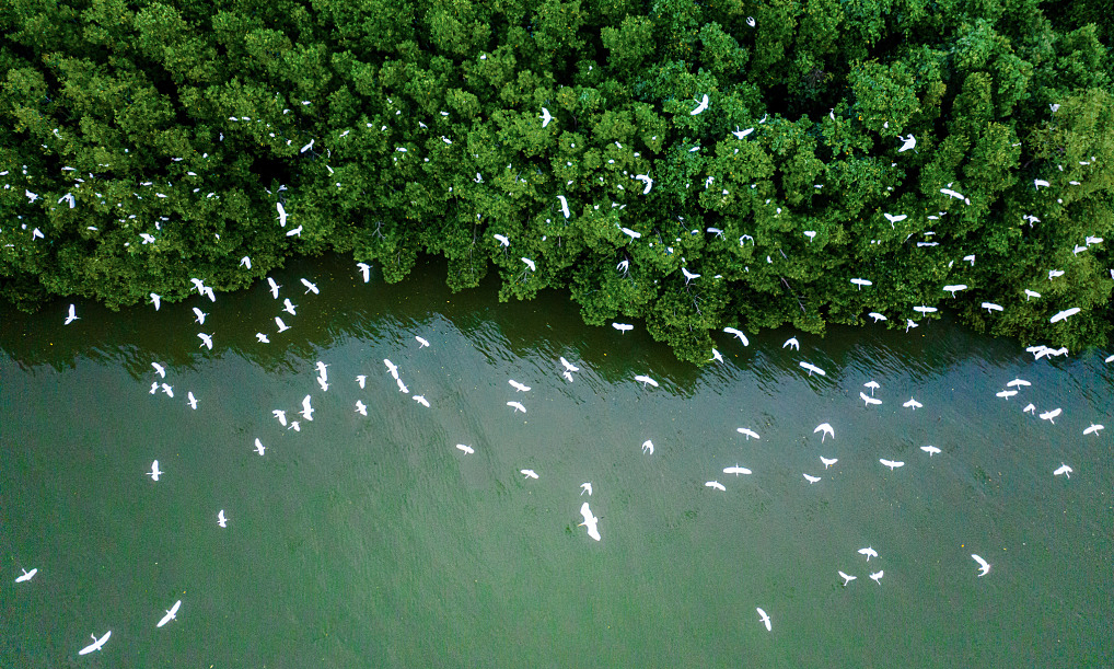 Đại biểu Quốc hội Cần tăng thời gian miễn thuế thu nhập khi bán tín chỉ carbon