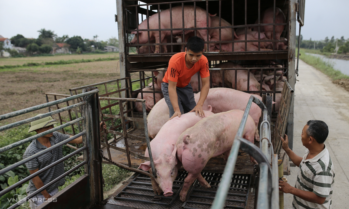 Giá heo hơi chạm đáy 5 năm người nuôi thua lỗ