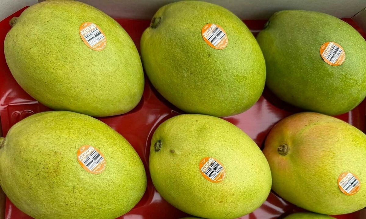 Xoài Australia về Việt Nam giá 600 000 đồng một kg