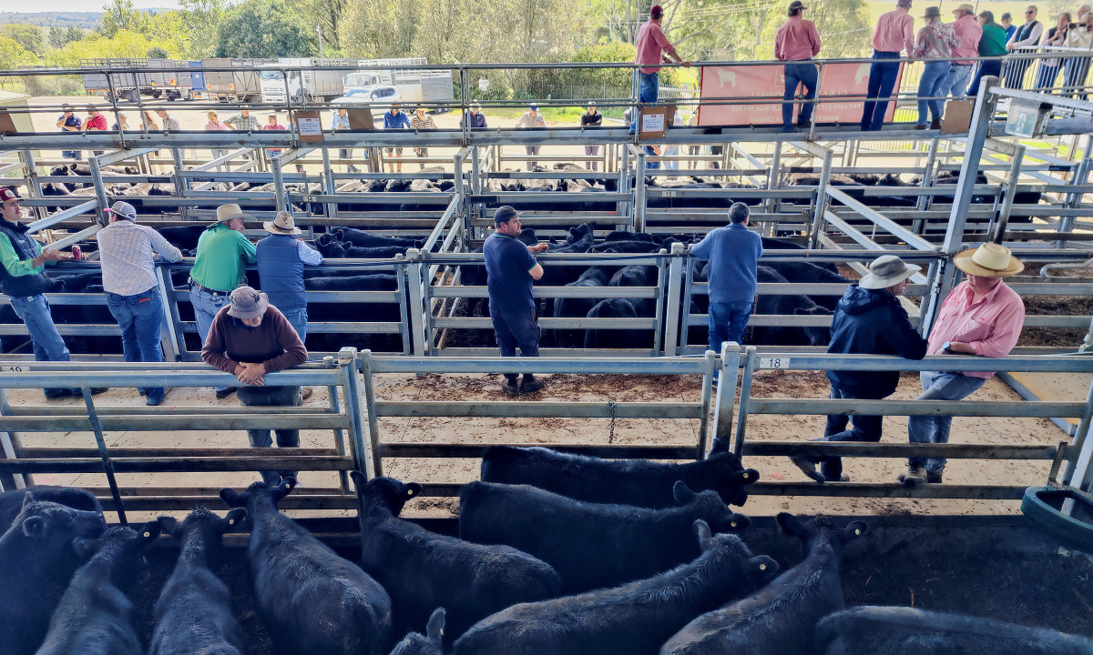 Australia thế chân Mỹ bán bò ăn ngũ cốc cho châu Á