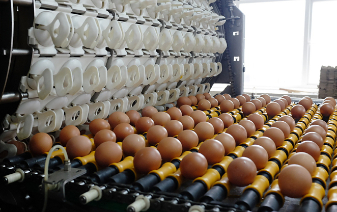 Công ty nông nghiệp Hòa Phát tính chia cổ tức ngay sau IPO